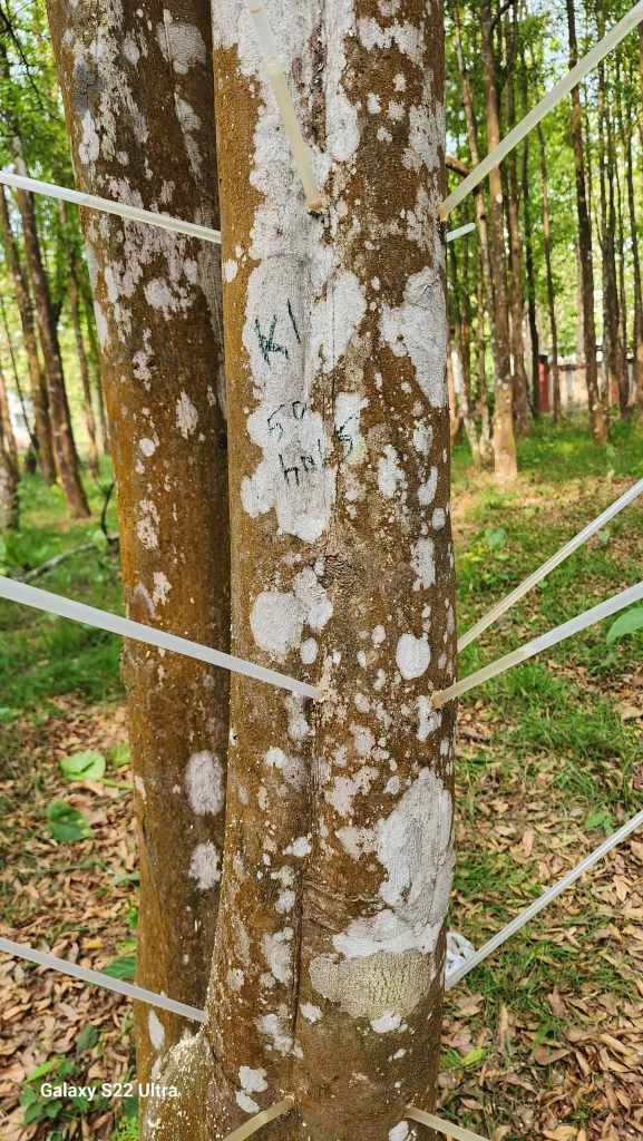 Fertile Farm Lands in Hyderabad - Sanjivani golden form